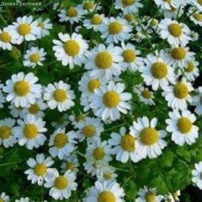 Ромашка аптечная Подмосковная фото