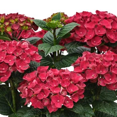 Гортензия крупнолистная Рана - Dolina-Sad.Ru