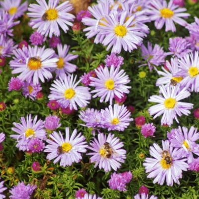 Астра кустарниковая Мариоре фото