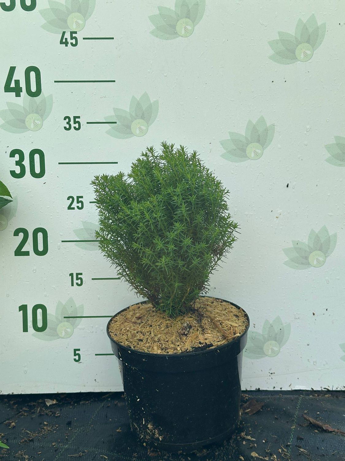 Туя западная Тедди, С2 - Dolina-Sad.Ru