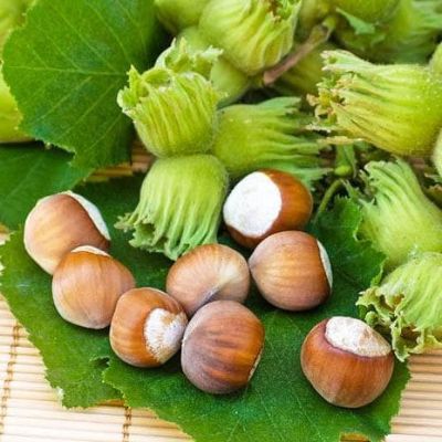 Фундук зеленолистный Шедевр фото