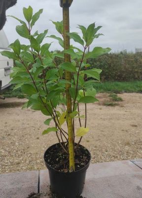 Гортензия метельчатая Петит Стар, С1,5 - Dolina-Sad.Ru