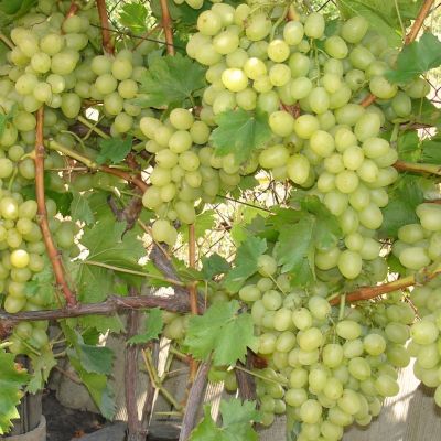 Виноград Ланселот Виноград Ланселот - Dolina-Sad.Ru