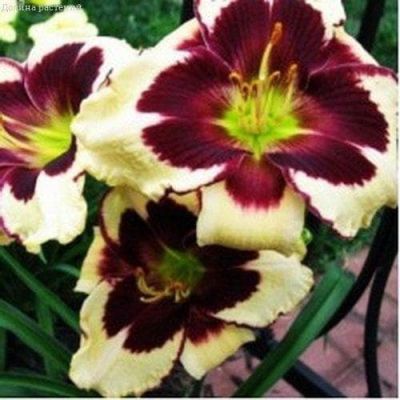 Лилейник Селебрейшн оф Энджелс 2шт. Лилейник Селебрейшн оф Энджелс 2шт. фото