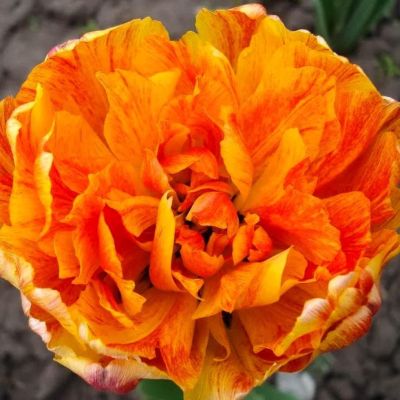 Тюльпан Дабл Бьюти оф Апельдорн Тюльпан Дабл Бьюти оф Апельдорн фото