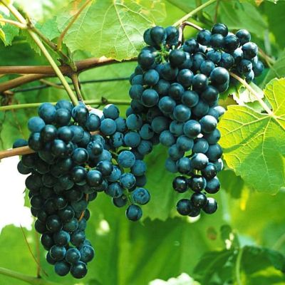 Виноград Один Виноград Один фото