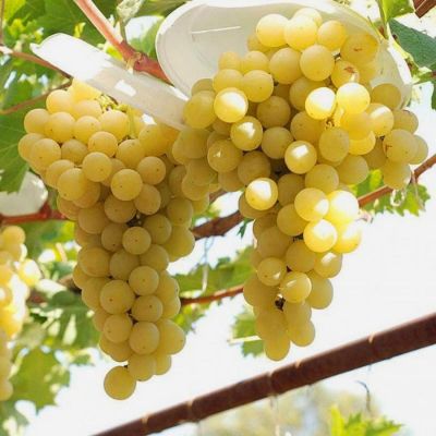 Виноград Мускат Италия - Dolina-Sad.Ru