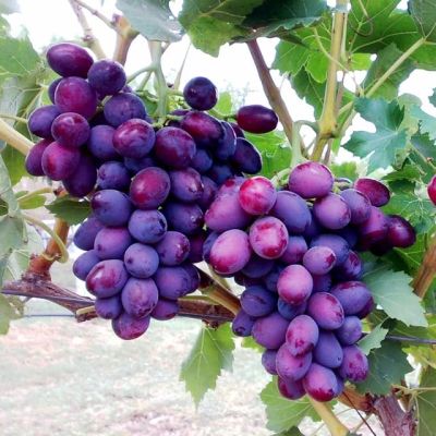 Виноград Алиса Виноград Алиса фото