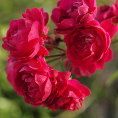 Роза Момо Роза Момо - Dolina-Sad.Ru