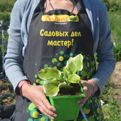 Хоста Фрагрант Дрим Хоста Фрагрант Дрим - Dolina-Sad.Ru