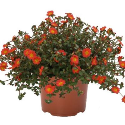 Портулак Капкейк Каррот - Dolina-Sad.Ru