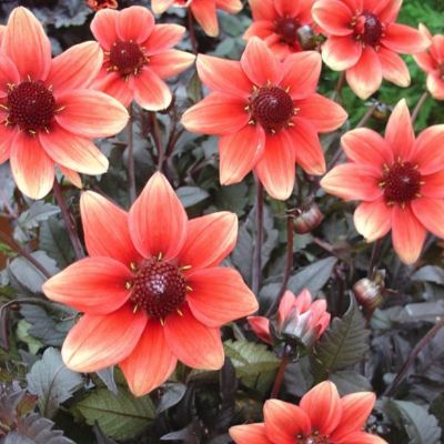 Георгина Драгон Болл Георгина Драгон Болл - Dolina-Sad.Ru