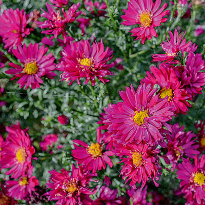 Астра кустарниковая Айленд Бахамас , C2 Астра кустарниковая Айленд Бахамас , C2 фото