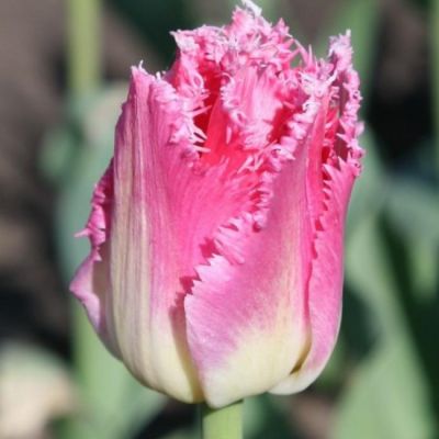 Тюльпан Вильемсурд Тюльпан Вильемсурд фото