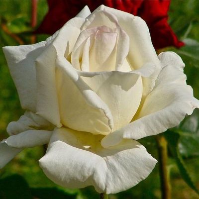 Роза Маунт Шаста Роза Маунт Шаста фото