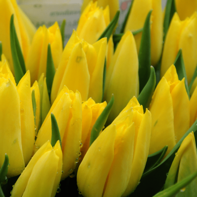 Тюльпан Стронг Голд Тюльпан Стронг Голд фото