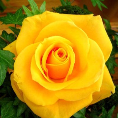 Роза Голд - Dolina-Sad.Ru