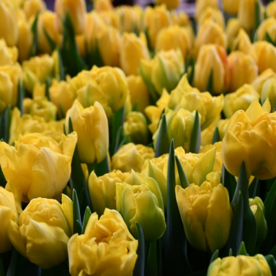 Тюльпан Мэри Джо - Dolina-Sad.Ru