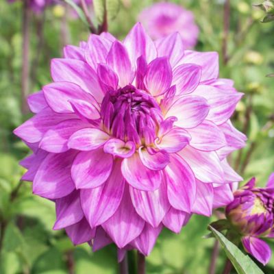 Георгина Лэйк Мичиган Георгина Лэйк Мичиган - Dolina-Sad.Ru