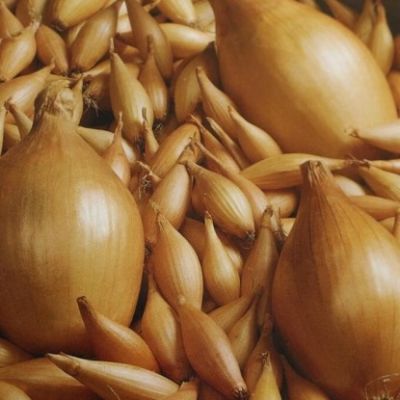 Лук-севок Бирнформиге (10-21мм) фото