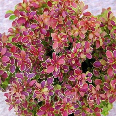 Барбарис Тунберга Голден Ринг Барбарис Тунберга Голден Ринг фото