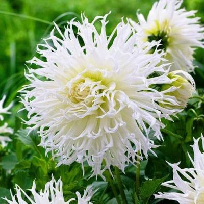 Георгина Тсуки Йори Но Шиша Георгина Тсуки Йори Но Шиша фото