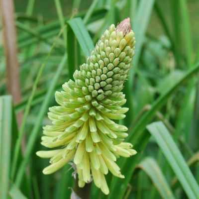 Книфофия Грин Жаде - Dolina-Sad.Ru