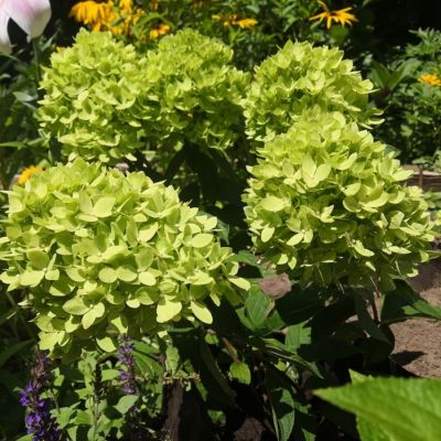 Гортензия метельчатая Би Грин, С2 Гортензия метельчатая Би Грин, С2 - Dolina-Sad.Ru