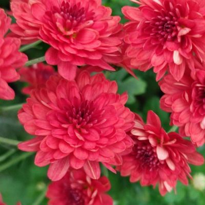 Хризантема мультифлора Бранхил Ред - Dolina-Sad.Ru