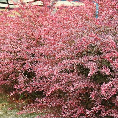 Барбарис Тунберга Арлекин Барбарис Тунберга Арлекин фото