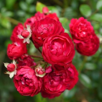 Роза Момо Роза Момо - Dolina-Sad.Ru