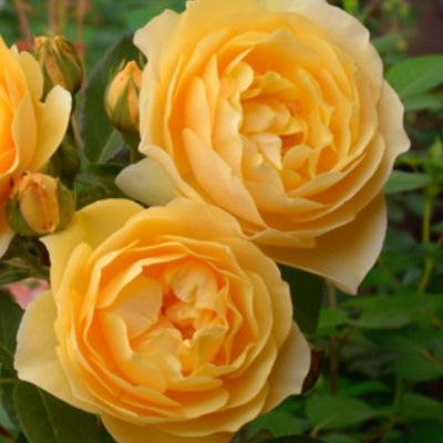 Роза Голдкрест Роза Голдкрест - Dolina-Sad.Ru