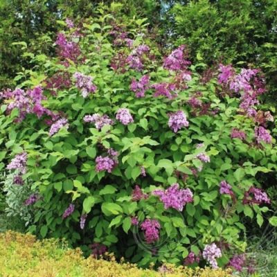 Сирень венгерская Сирень венгерская - Dolina-Sad.Ru