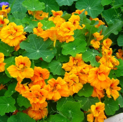 Настурция майская Махровые Желтая Настурция майская Махровые Желтая фото