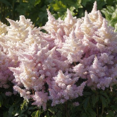 Астильба Шугарберри Астильба Шугарберри - Dolina-Sad.Ru