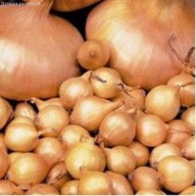 Лук-севок Штутгартер Ризен фото