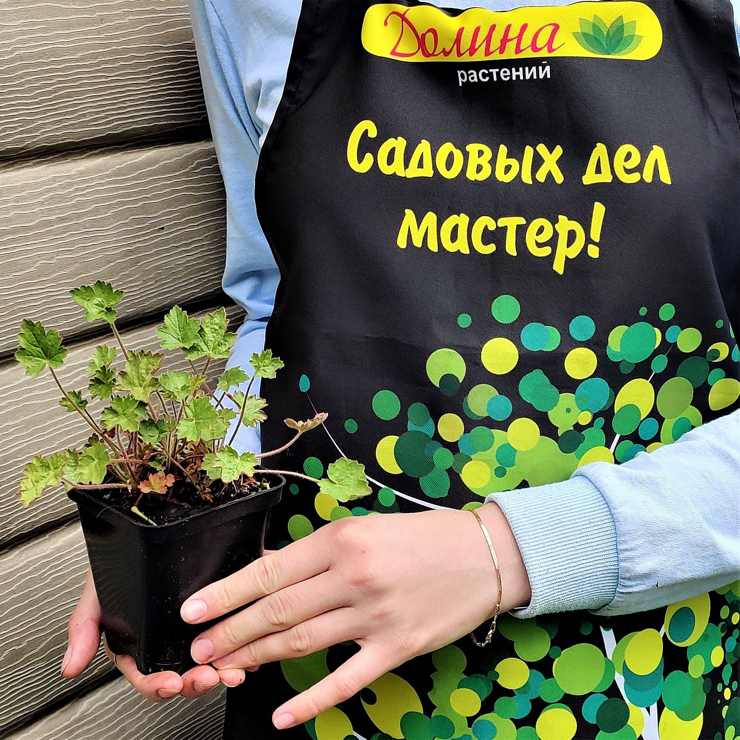 Гейхера кроваво-красная Лёйхткефер Гейхера кроваво-красная Лёйхткефер фото