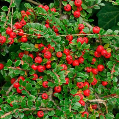 Кизильник Даммера Кизильник Даммера - Dolina-Sad.Ru