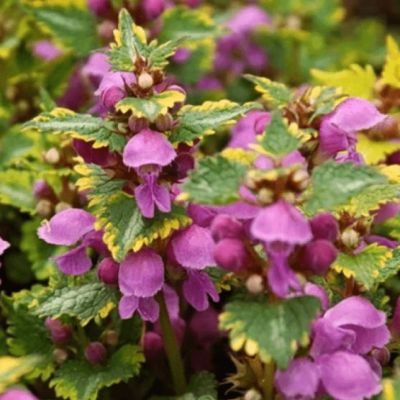 Яснотка зеленчуковая Голден Анниверсари , С1,5 Яснотка зеленчуковая Голден Анниверсари , С1,5 фото