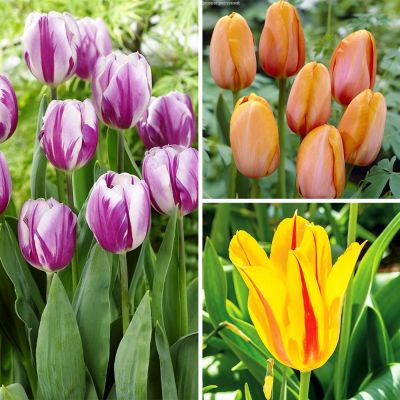 Набор 9191 Набор 9191 фото