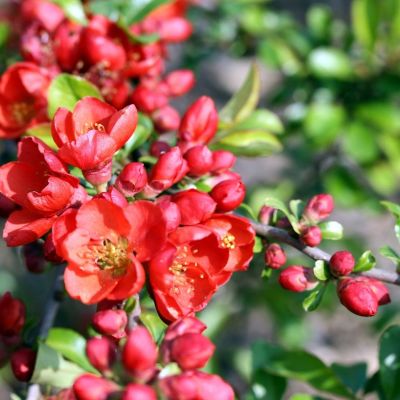 Айва японская Саржента Айва японская Саржента - Dolina-Sad.Ru