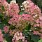 Гортензия метельчатая Пинк Даймонд, С3 Гортензия метельчатая Пинк Даймонд, С3 - Dolina-Sad.Ru