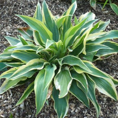 Хоста Волверайн , C2 Хоста Волверайн , C2 фото