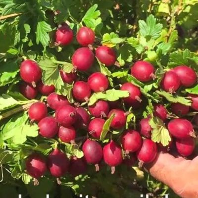 Крыжовник Машека фото