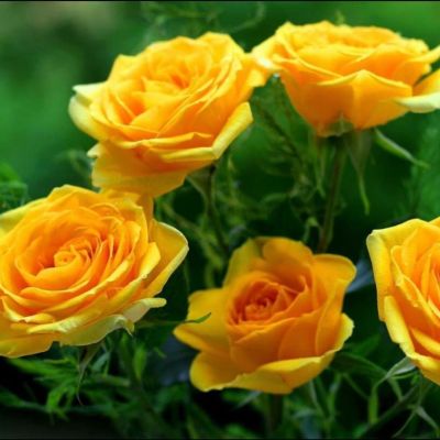 Роза Голд - Dolina-Sad.Ru