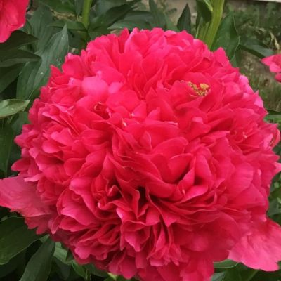 Пион Комманд Перфоманс - Dolina-Sad.Ru