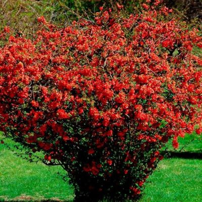 Айва японская, С3 - Dolina-Sad.Ru