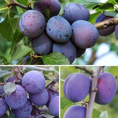 Комплект Слив( Ренклод+Чернослив) Комплект Слив( Ренклод+Чернослив) фото