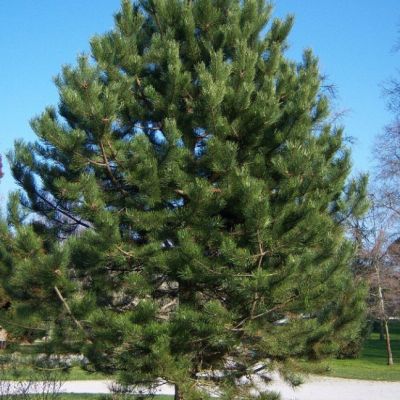 Сосна черная/австрийская фото