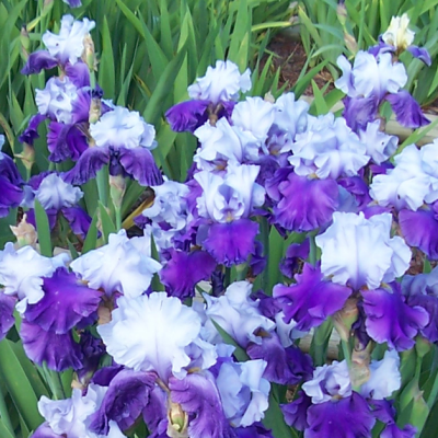 Ирис Арпеж Ирис Арпеж фото